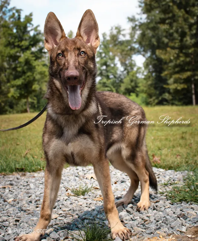 Stock coat liver sable  – German Shepherd Dog puppy for sale in West Monroe, LA