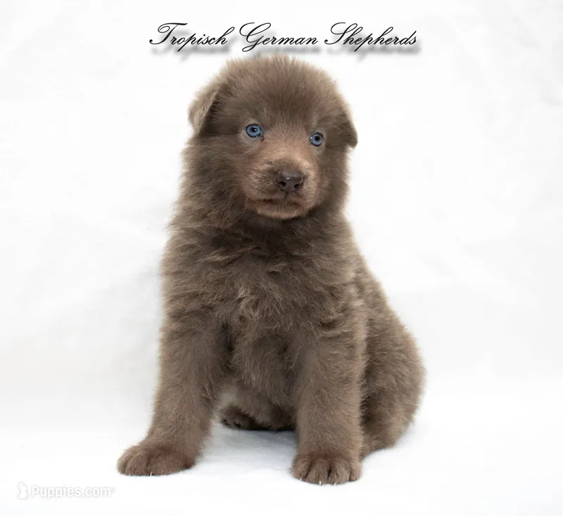 Solid Isabella stock coat male – German Shepherd Dog puppy for sale in West Monroe, LA