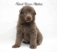 Solid Isabella stock coat male, a male German Shepherd Dog for sale in West Monroe, LA – 1 of 1
