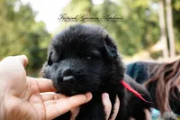 Calypso’s Red collar female, a female German Shepherd Dog for sale in West Monroe, LA – 1 of 2