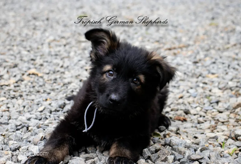 Pyra’s grey collar boy – German Shepherd Dog puppy for sale in West Monroe, LA