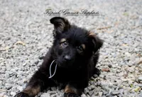 Pyra’s grey collar boy, a male German Shepherd Dog for sale in West Monroe, LA – 1 of 3