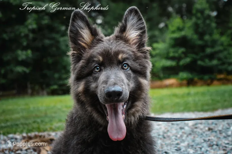 Long coat blue & Tan  – German Shepherd Dog puppy for sale in West Monroe, LA