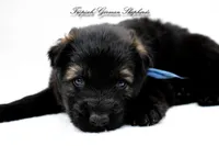 Pyra’s blue collar boy , a male German Shepherd Dog for sale in West Monroe, LA – Photo 2 of 2