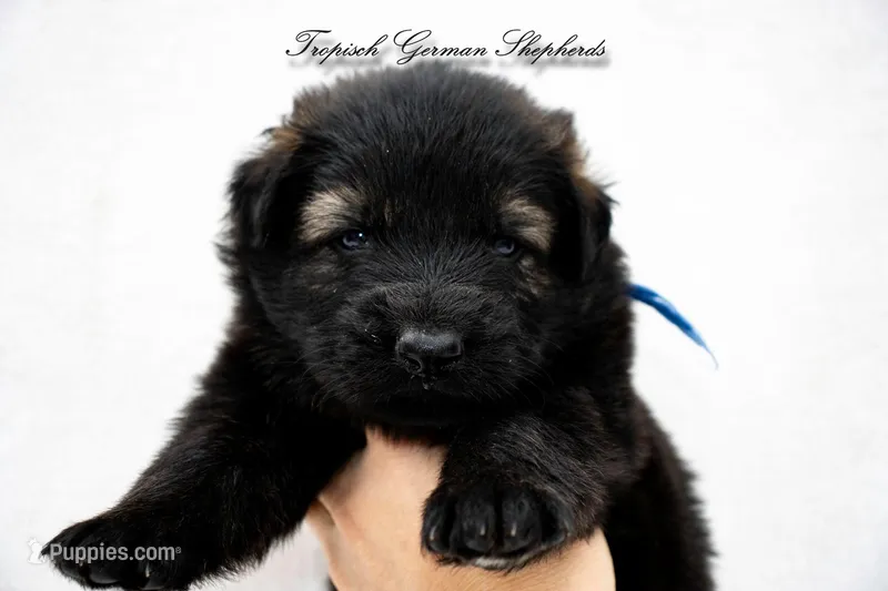 Pyra’s blue collar boy  – German Shepherd Dog puppy for sale in West Monroe, LA
