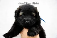 Pyra’s blue collar boy , a male German Shepherd Dog for sale in West Monroe, LA – Photo 1 of 2