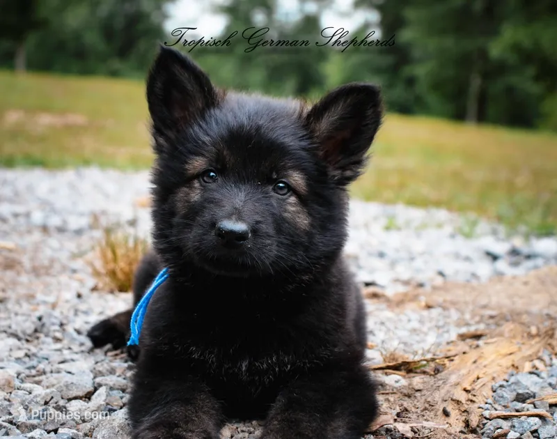 Pyra’s blue collar boy  – German Shepherd Dog puppy for sale in West Monroe, LA