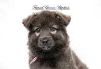 Bella’s pink collar girl , a female German Shepherd Dog for sale in West Monroe, LA – 2 of 4