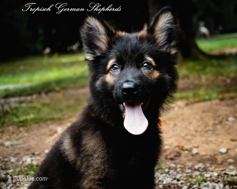Pyra’s Orange collar boy – German Shepherd Dog puppy for sale in West Monroe, LA