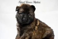 Rubies Orange collar male, a male German Shepherd Dog for sale in West Monroe, LA – Photo 2 of 5