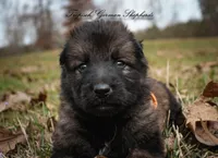 Rubies Orange collar male, a male German Shepherd Dog for sale in West Monroe, LA – Photo 3 of 5