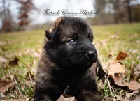 Rubies Orange collar male, a male German Shepherd Dog for sale in West Monroe, LA – Photo 4 of 5