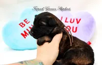 Rubies Orange collar male, a male German Shepherd Dog for sale in West Monroe, LA – Photo 2 of 3