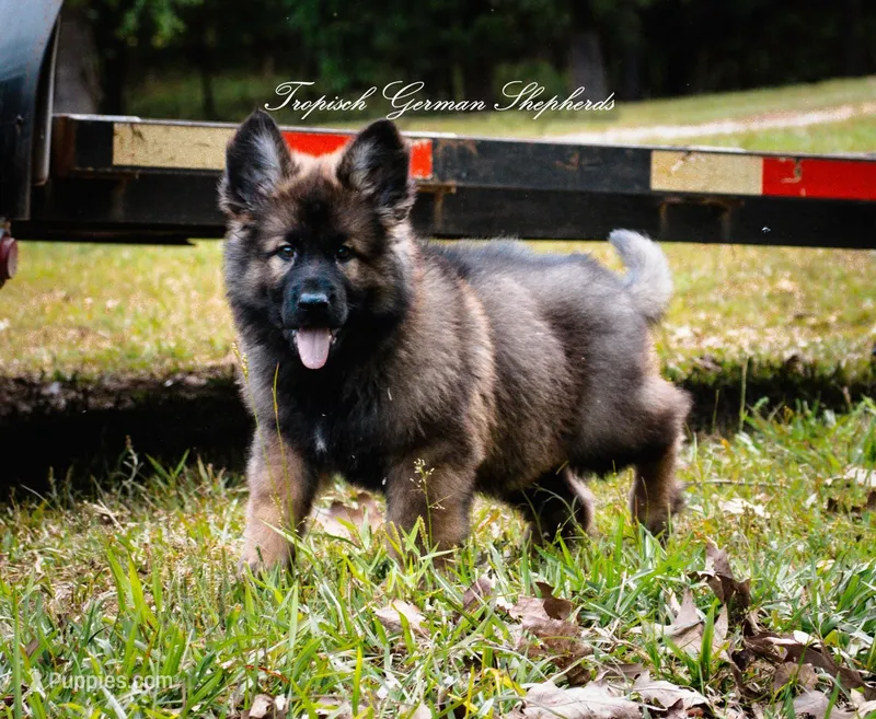 Rubies Orange collar male – German Shepherd Dog puppy for sale in West Monroe, LA