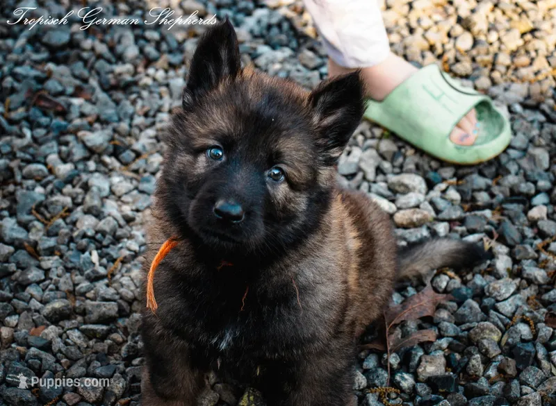 Rubies Orange collar male – German Shepherd Dog puppy for sale in West Monroe, LA