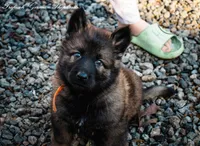 Rubies Orange collar male, a male German Shepherd Dog for sale in West Monroe, LA – Photo 1 of 5