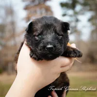 Rubies Orange collar male, a male German Shepherd Dog for sale in West Monroe, LA – Photo 5 of 5