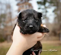 Rubies Orange collar male, a male German Shepherd Dog for sale in West Monroe, LA – Photo 1 of 3