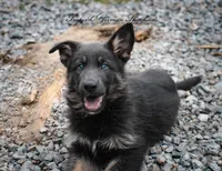 Pink collar girl, a female German Shepherd Dog for sale in West Monroe, LA – 3 of 10