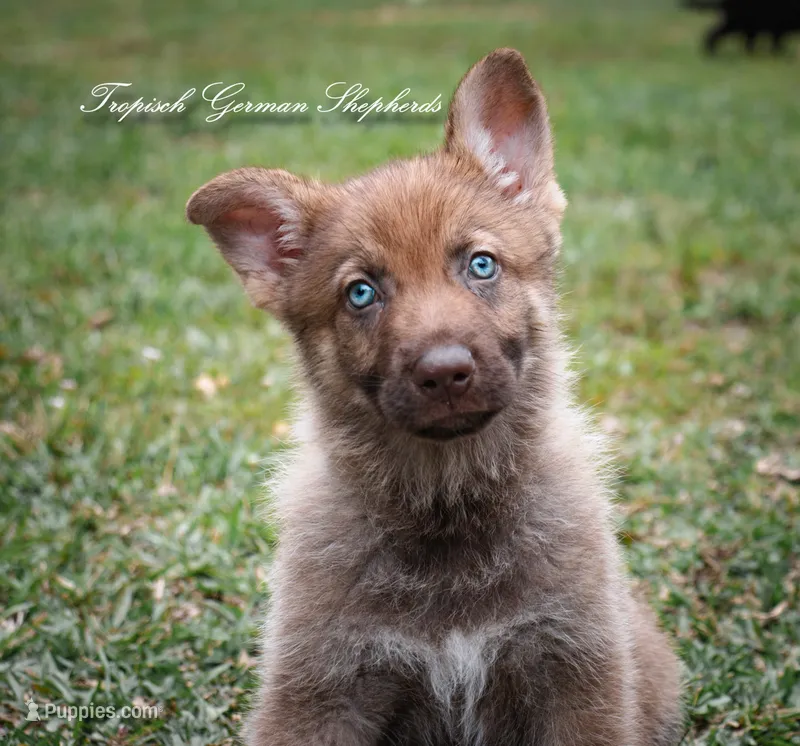 Stock coat liver sable  – German Shepherd Dog puppy for sale in West Monroe, LA
