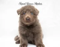 Long coat Isabella male, a male German Shepherd Dog for sale in West Monroe, LA – 1 of 1