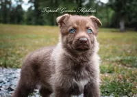 Stock coat liver sable , a female German Shepherd Dog for sale in West Monroe, LA – Photo 1 of 2