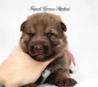 Stock coat liver sable , a female German Shepherd Dog for sale in West Monroe, LA – Photo 2 of 2