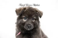 Bella’s pink collar girl , a female German Shepherd Dog for sale in West Monroe, LA – 3 of 4