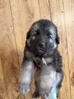 Calypso’s grey collar male , a male German Shepherd Dog for sale in West Monroe, LA – 3 of 4