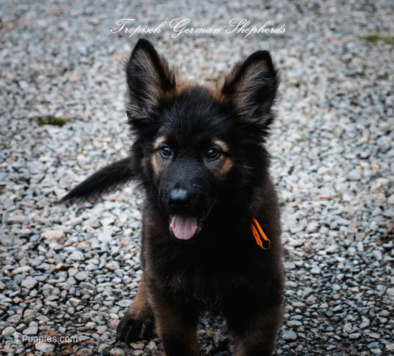 Pyra’s Orange collar boy – German Shepherd Dog puppy for sale in West Monroe, LA