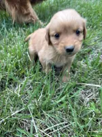 Grey Boy, a male Golden Retriever for sale in Staunton, VA – 8 of 9