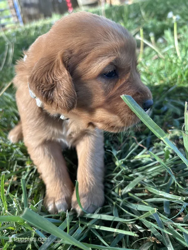White Girl – Golden Retriever puppy for sale in Staunton, VA