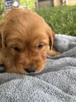 White Girl, a female Golden Retriever for sale in Staunton, VA – 5 of 7