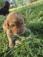 White Girl, a female Golden Retriever for sale in Staunton, VA – Photo 2 of 3