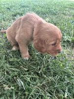 White Girl, a female Golden Retriever for sale in Staunton, VA – 6 of 7