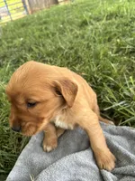 White Girl, a female Golden Retriever for sale in Staunton, VA – 2 of 7