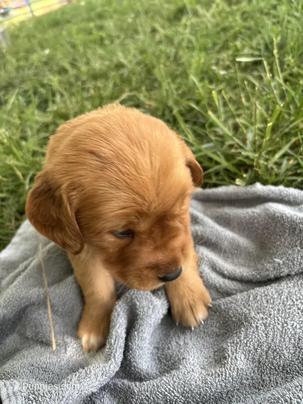 White Girl – Golden Retriever puppy for sale in Staunton, VA
