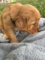White Girl, a female Golden Retriever for sale in Staunton, VA – 4 of 7