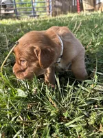 White Girl, a female Golden Retriever for sale in Staunton, VA – Photo 3 of 3