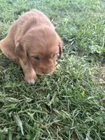 White Girl, a female Golden Retriever for sale in Staunton, VA – 3 of 7