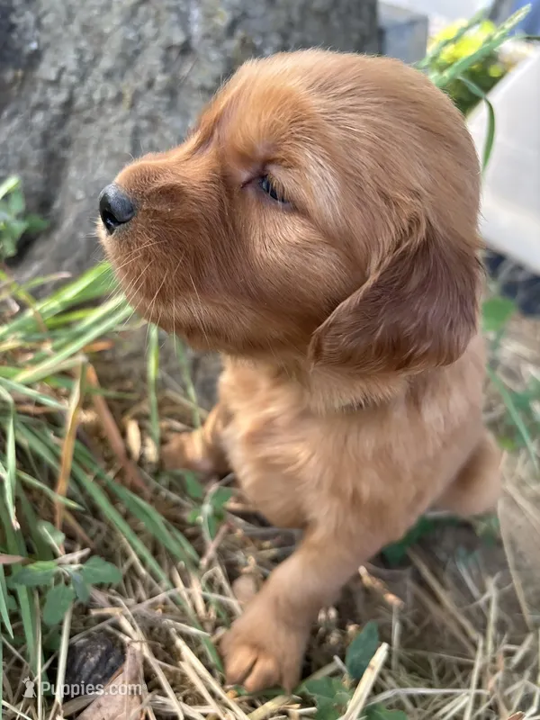 Dark Green Boy – Golden Retriever puppy for sale in Staunton, VA