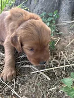 Dark Green Boy, a male Golden Retriever for sale in Staunton, VA – Photo 2 of 3