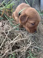 Dark Green Boy, a male Golden Retriever for sale in Staunton, VA – Photo 3 of 3