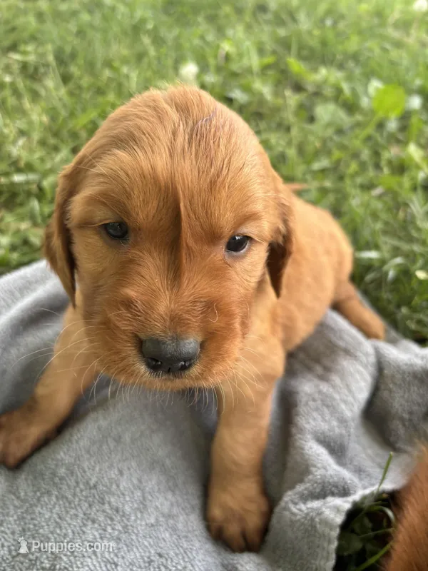 Dark Green Boy – Golden Retriever puppy on hold in Staunton, VA