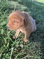 Black Boy, a male Golden Retriever for sale in Staunton, VA – Photo 3 of 3