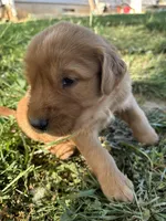 Black Boy, a male Golden Retriever for sale in Staunton, VA – Photo 2 of 3