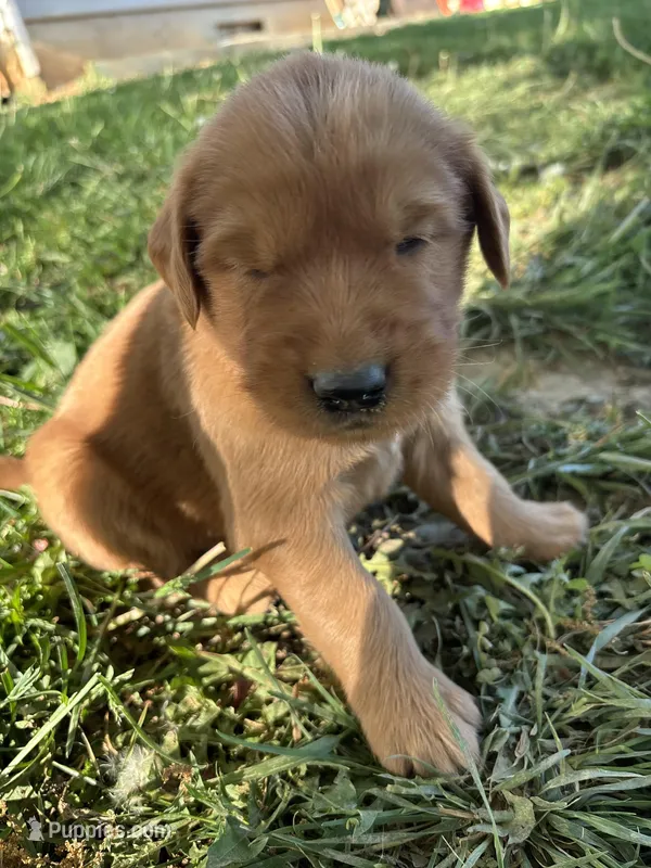 Black Boy – Golden Retriever puppy for sale in Staunton, VA