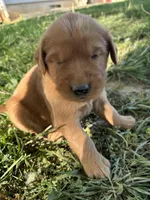 Black Boy, a male Golden Retriever for sale in Staunton, VA – Photo 1 of 3