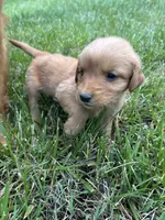 Grey Boy, a male Golden Retriever for sale in Staunton, VA – 7 of 9