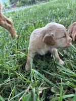 Yellow Girl, a female Golden Retriever for sale in Staunton, VA – Photo 2 of 2